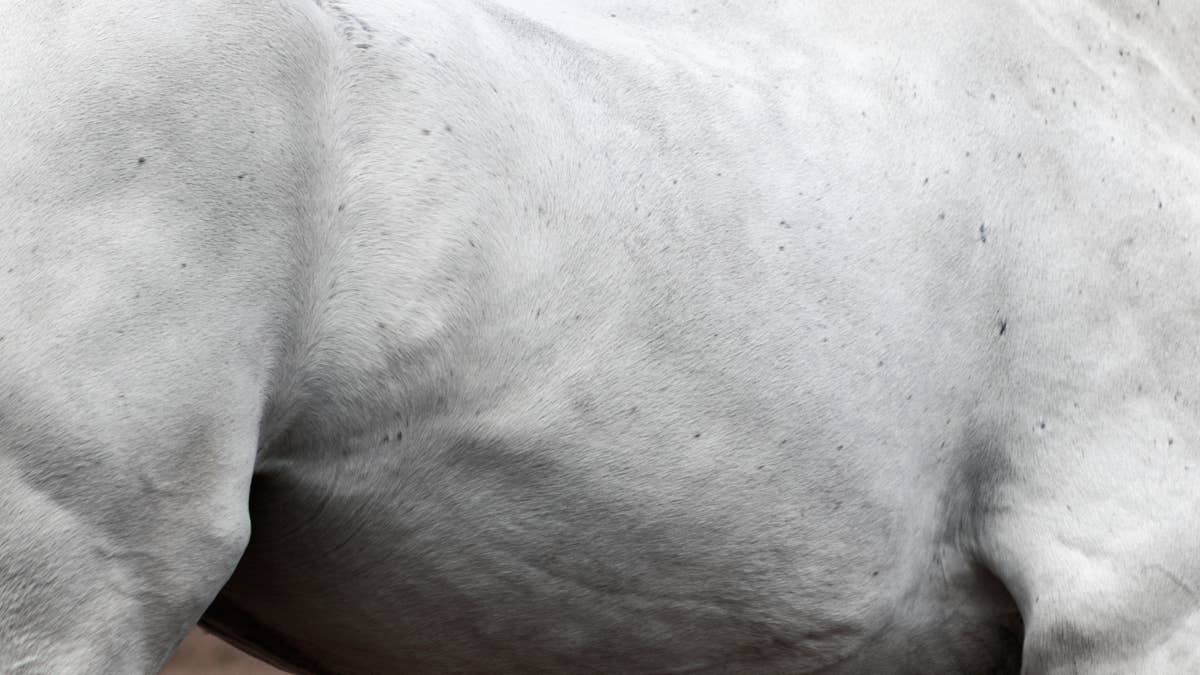 Study: Radiofrequency Therapy May Help Relax Back Muscles In Racehorses