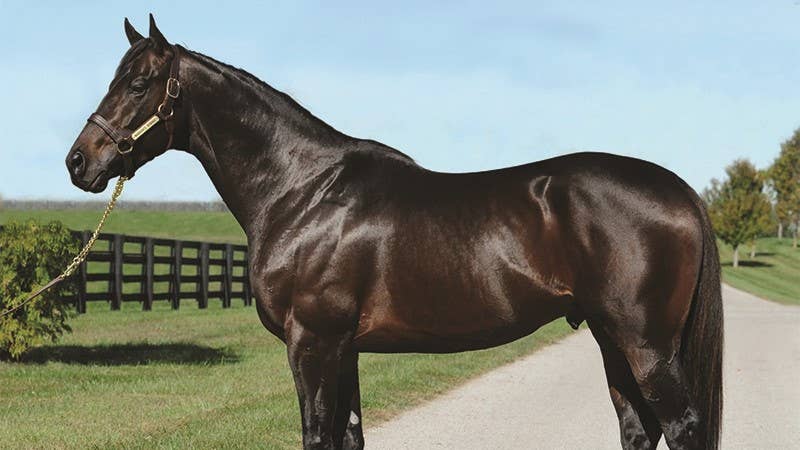 Pennsylvania Leaderboard: Warrior's Reward Leads Tight Race Among Stallion Incentive Earners