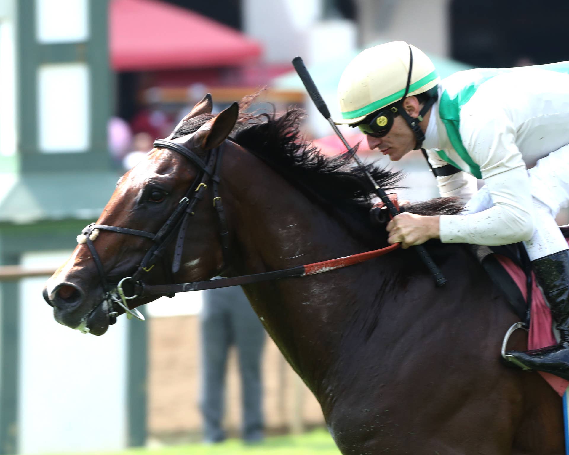 Mjc Performance Cameo Performance Rallies Late For KY Downs Preview Nashville Derby Win ...