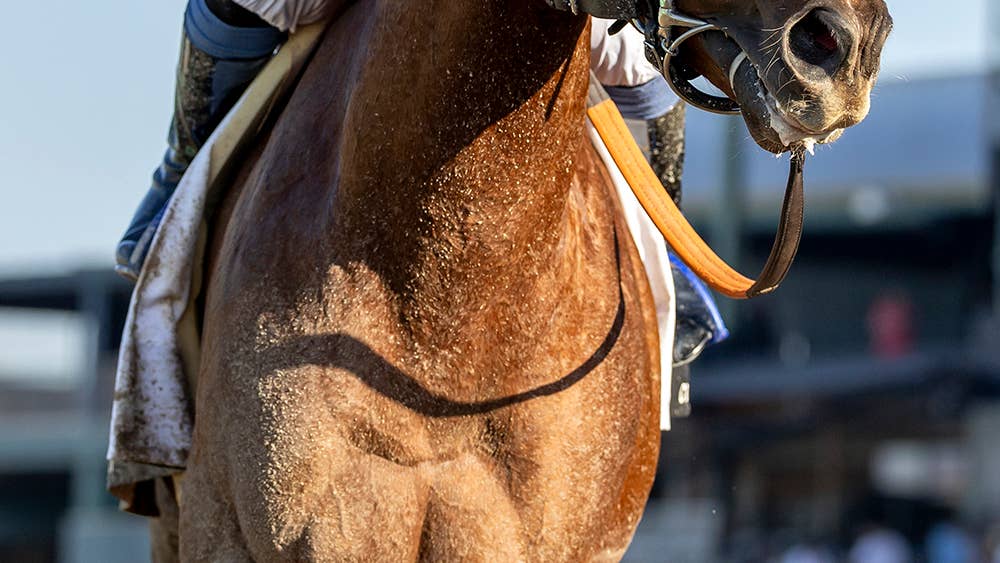 Grade 1 Winner Subsanador Favored In Lake Ouachita Stakes