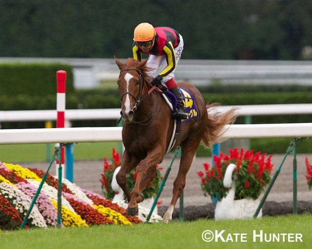 Orfevre back to winning ways in Takarazuka Kinen - Paulick Report