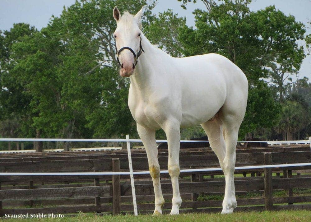 white-bliss.jpg?profile=share16-9