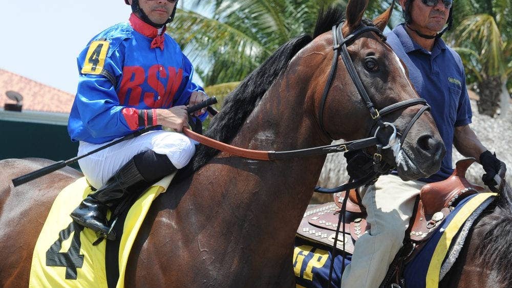Veteran Sire Social Inclusion Returns To Pennsylvania In 2027