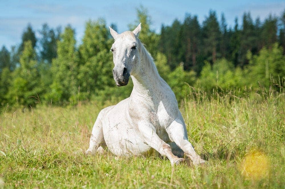 cast-horses-what-to-do-and-what-not-to-do-to-help-paulick-report