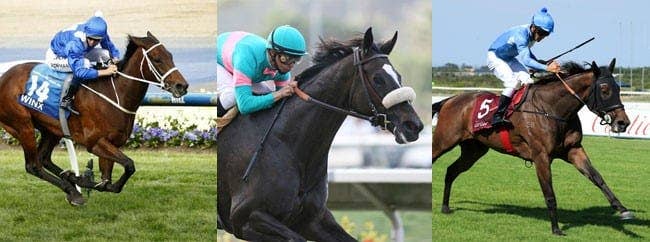Horse Rsa South Africa: Like Winx And Zenyatta, Oh Susanna Makes Run At History ...