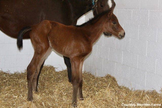 First Foal Is A Colt For Oklahoma Stallion Code West - Paulick Report