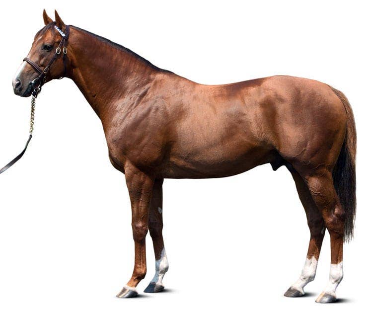 Stallion Spotlight: Darley's Darren Fox On Midshipman - Paulick Report