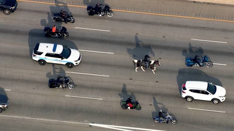 Dreadhead Cowboy Facing Animal Cruelty Charges After Protest Ride On ...