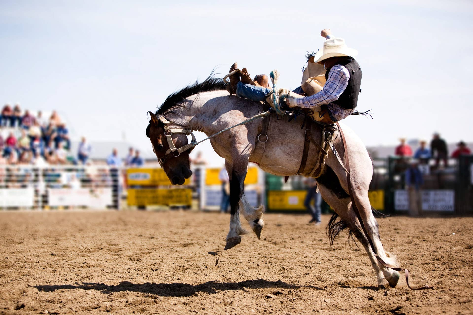 From Racing To Rodeo, Social License Concerns In Horse Sports Exist On ...