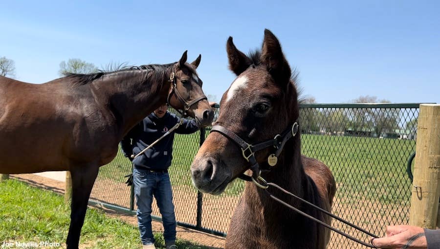 Volatile Stallion Foal Patrol Presented By National Museum Of Racing And Hall Of Fame ...