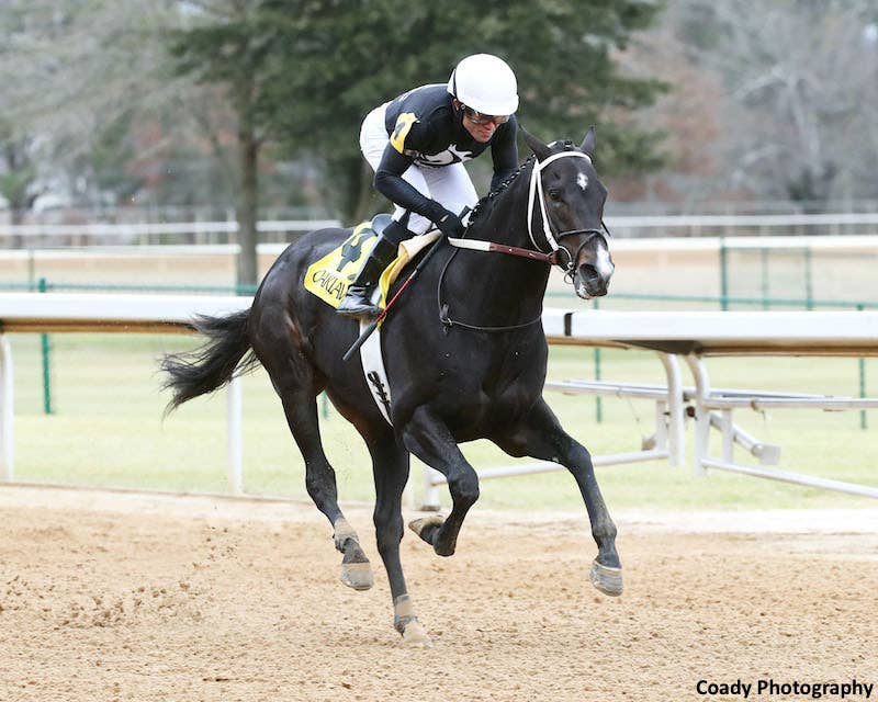Time In Uk Chasing Time Retired To McDowell Farm In Arkansas For 2027 - Paulick Report