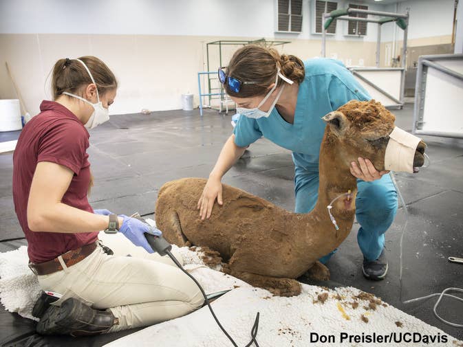 California Veterinary Emergency Team Ready To Help Animals In Wildfires ...