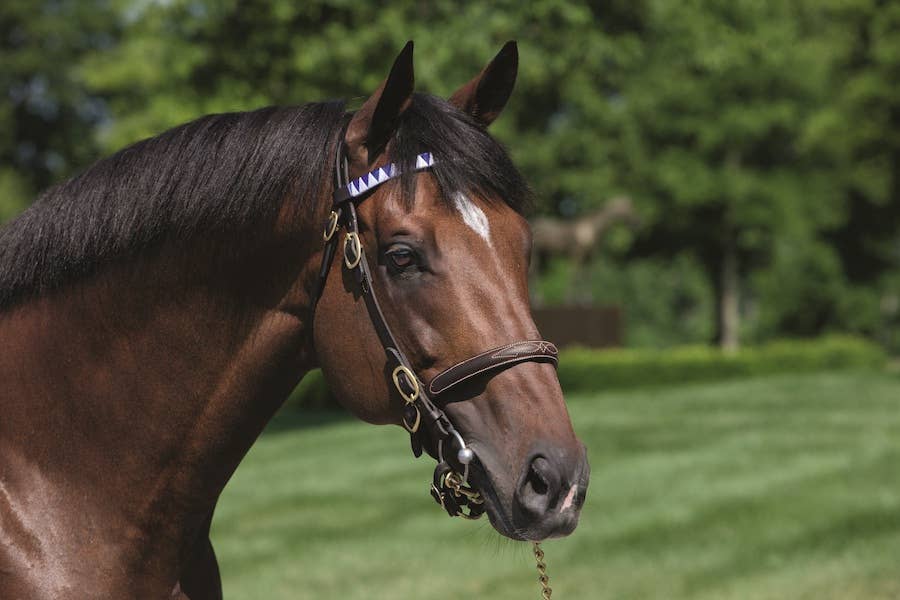 Bloodlines Presented By Walmac Farm: Hard Spun Spins On - Paulick