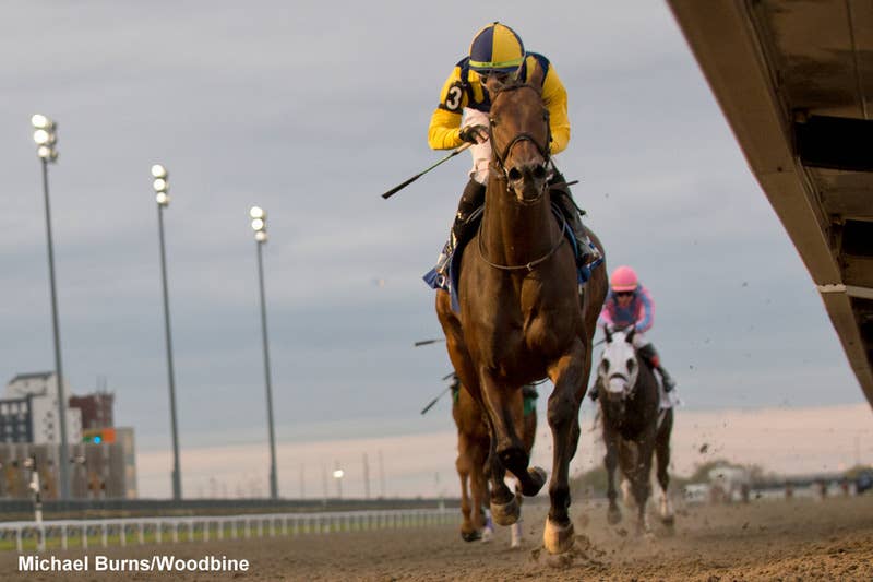 Wolfie’s Dynaghost Makes All For Autumn Triumph, First Graded Score ...
