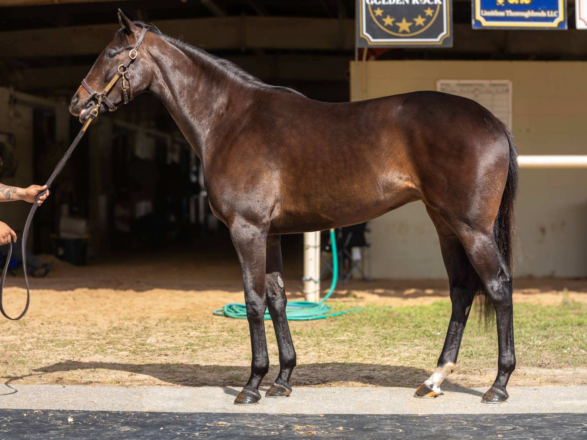 Spring Filly Spendthrift Rookie Combine: Strong Pinhook Returns Highlight First Half ...