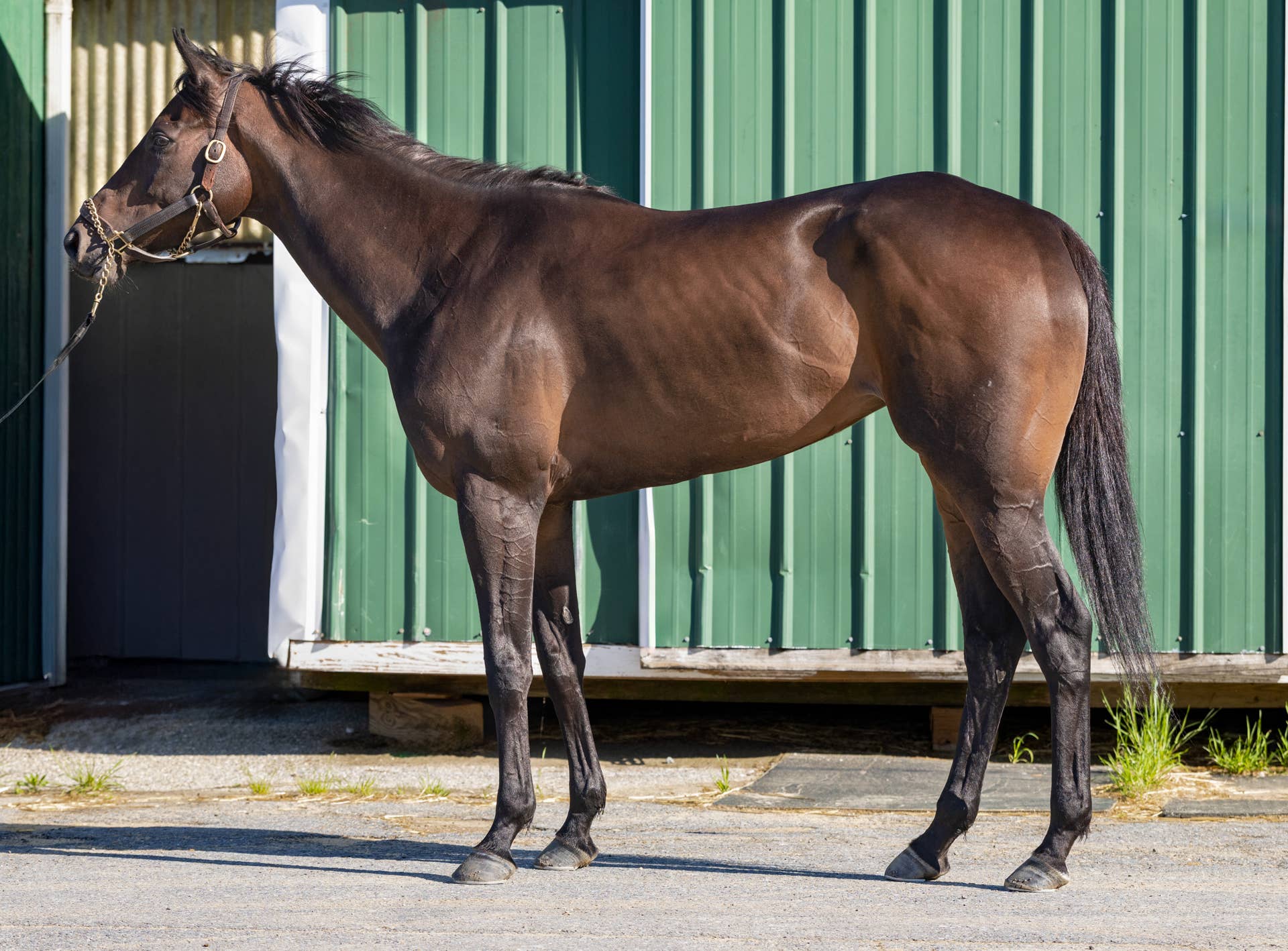 Regaled Regaled, Half-Sister To Kentucky Oaks Runner-Up Drexel Hill, Tops ...