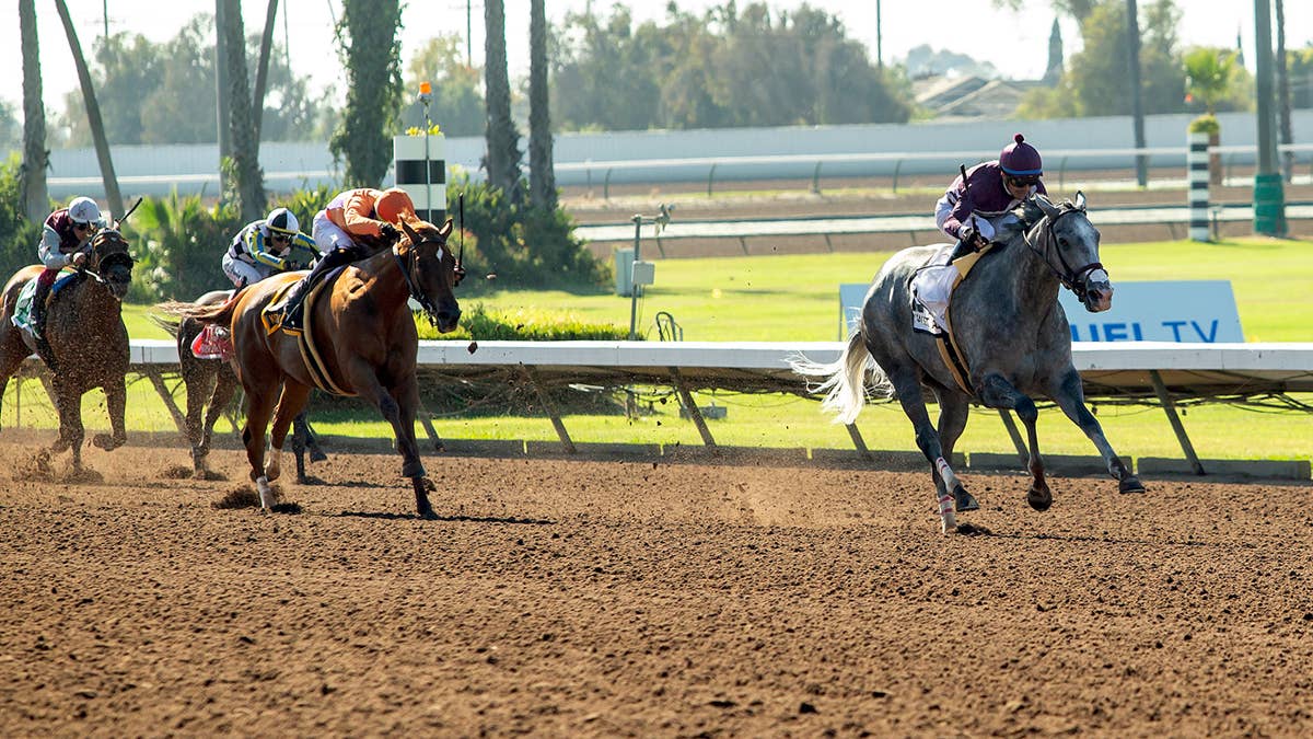 Sweet Azteca Leads Great Lady M. Nominees