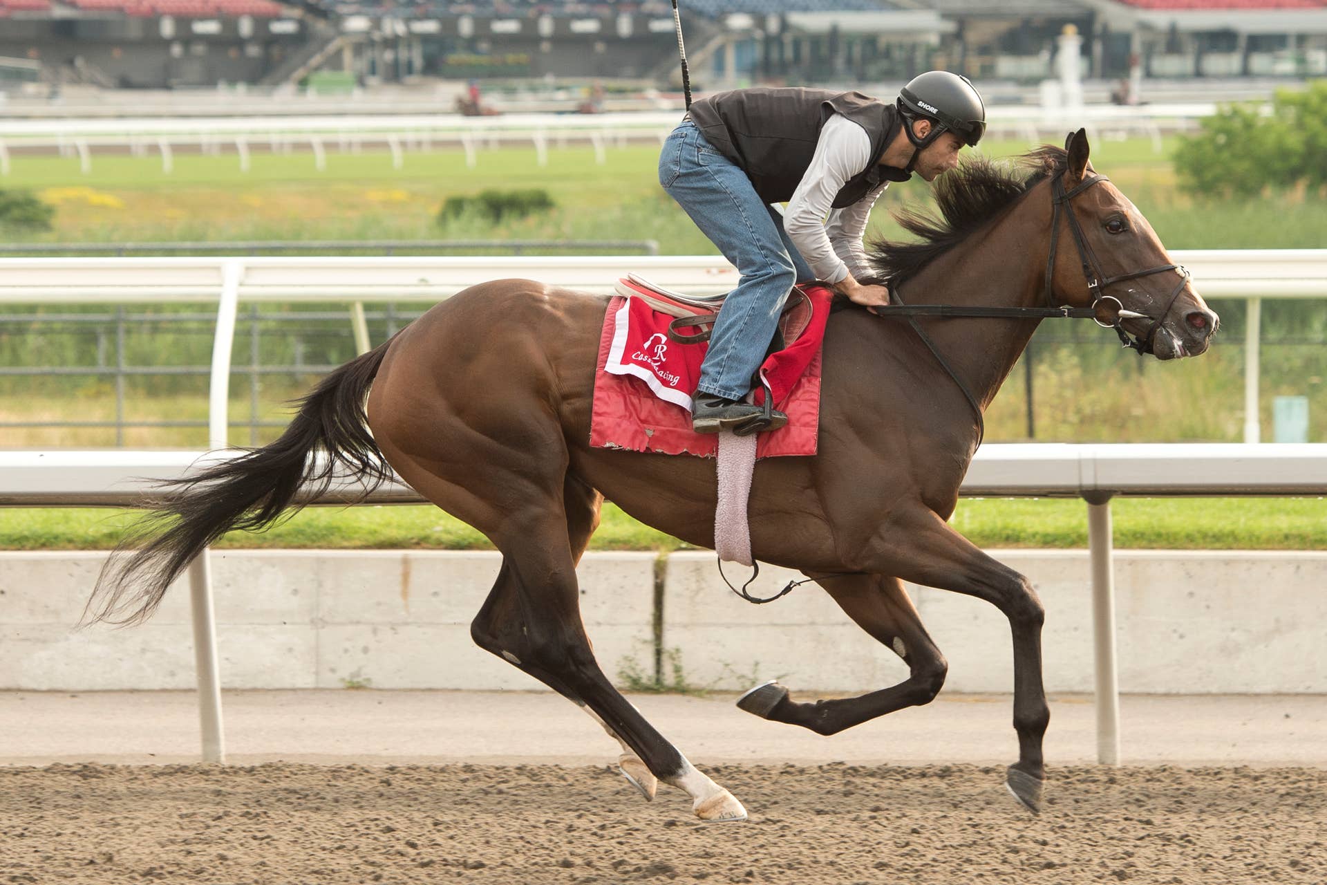【ジェンティルドンナ/2014 DUBAI SHEEMA CLASSIC】 Gentildonna Surges to Victory in Dubai Sheema Classic - Paulick Report