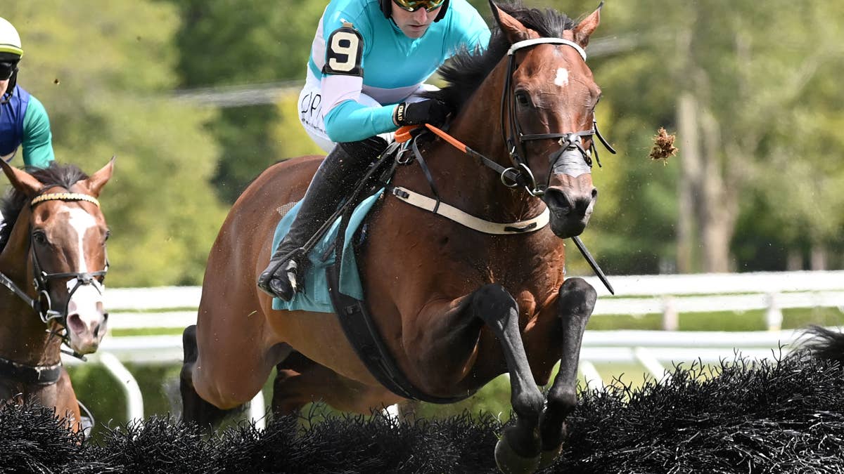 ‘He Just Loves Saratoga’: Hurdler Jimmy P Gets Back To Favorite Course For Beverly R. Steinman