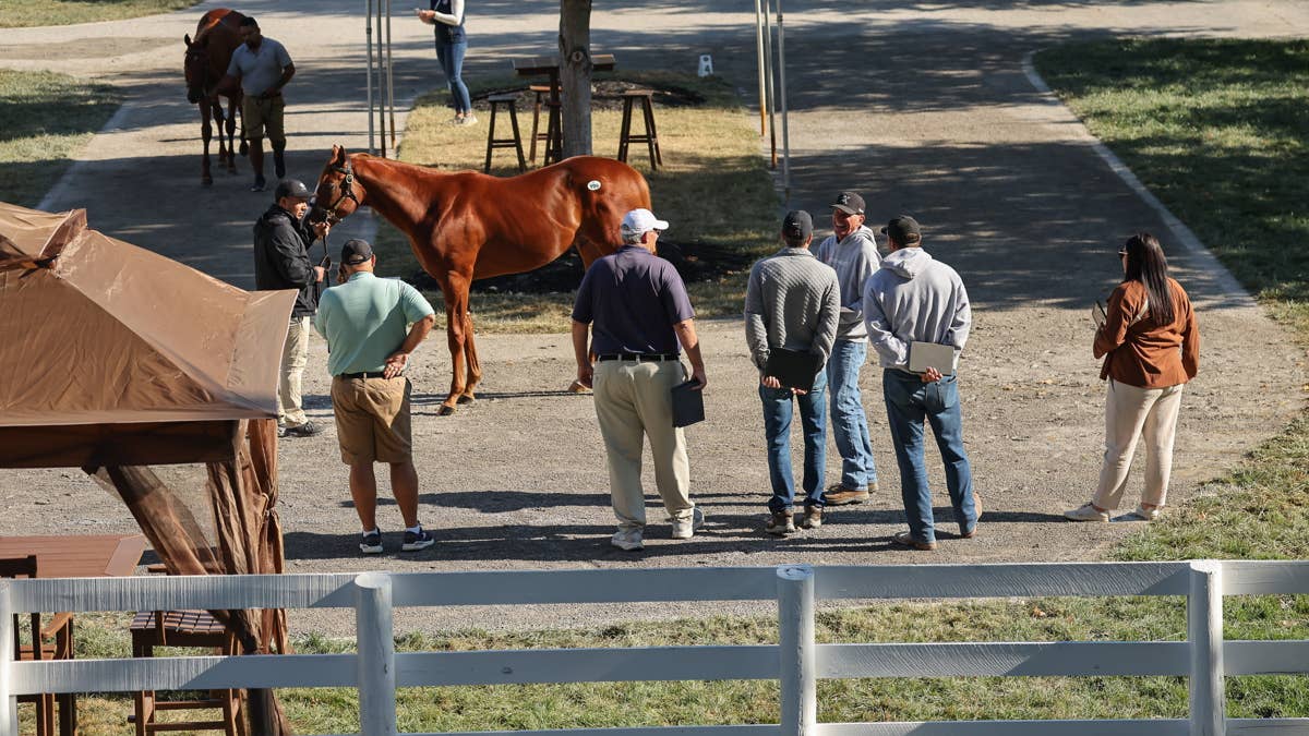Study Analyzes Buyers’ Assumptions About Knee Chips In Thoroughbred Yearlings