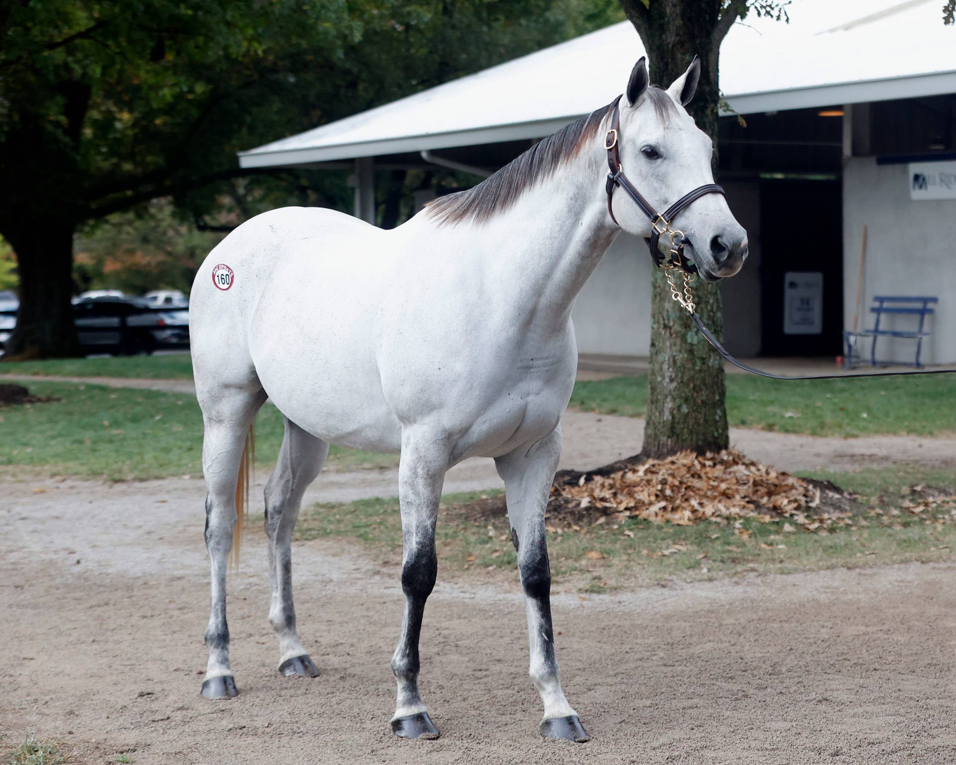 まるポン 様 ＊thoroughbred、rosy、followingday It's Part Of The Sport And The Business': Paths Of Breeders' Cup