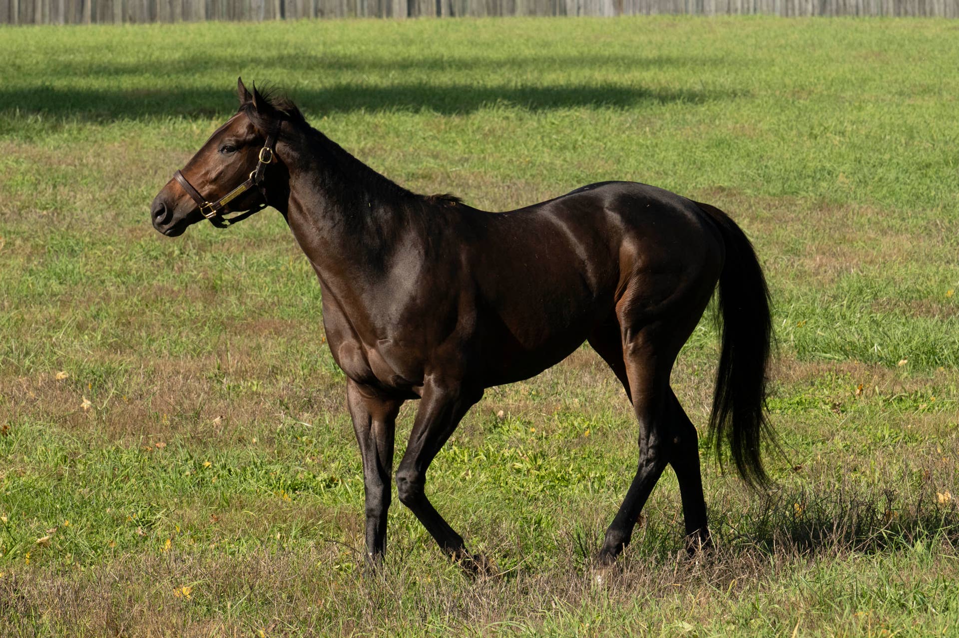 Mind Frame Sign In Claiborne Farm Announces Stud Fees For Grade 1 Winners Mindframe ...