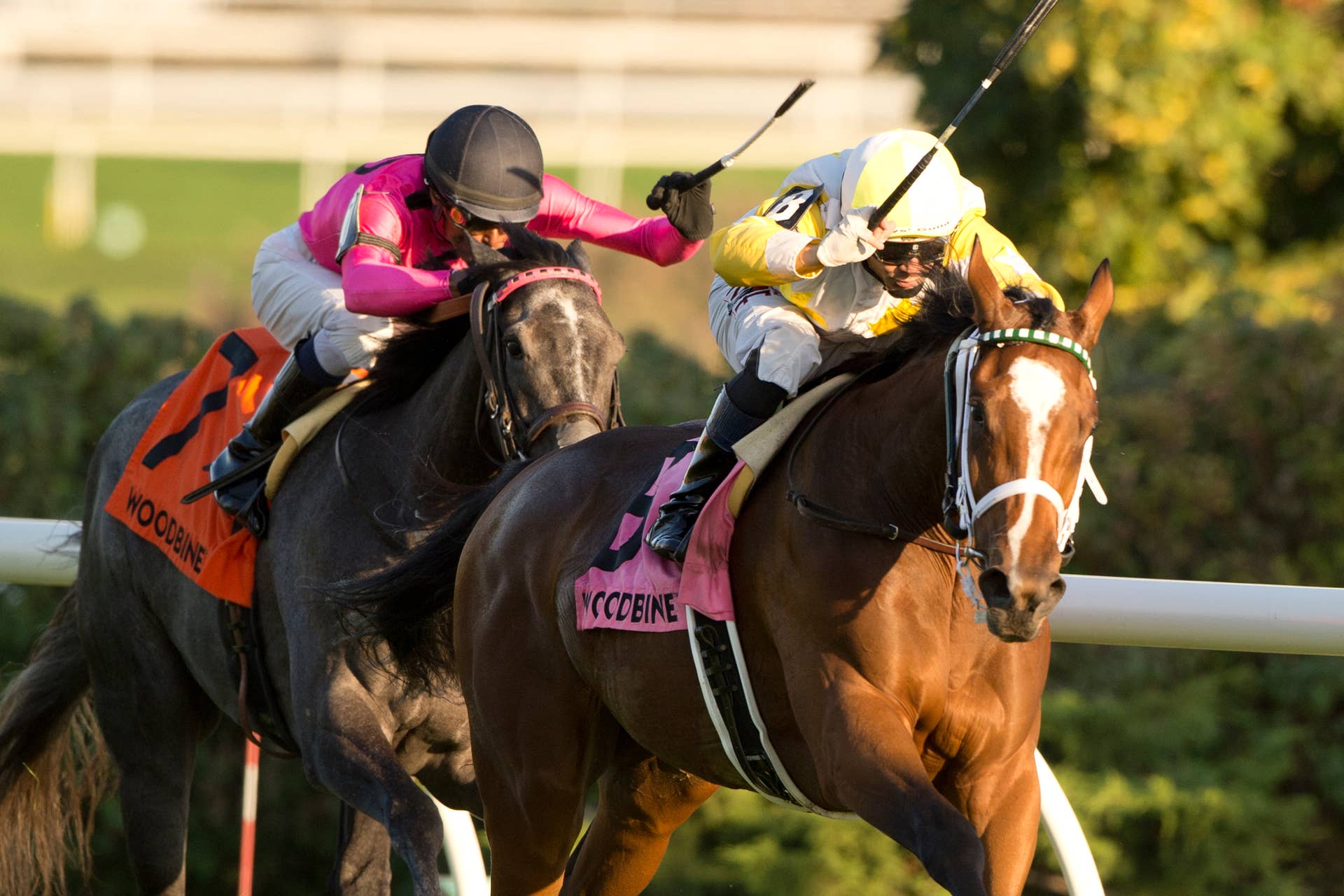 Gentildonna Surges to Victory in Dubai Sheema Classic - Paulick Report