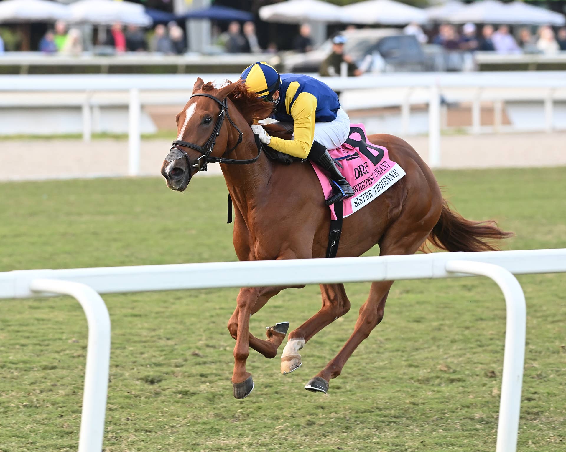 Gentildonna Surges to Victory in Dubai Sheema Classic - Paulick Report