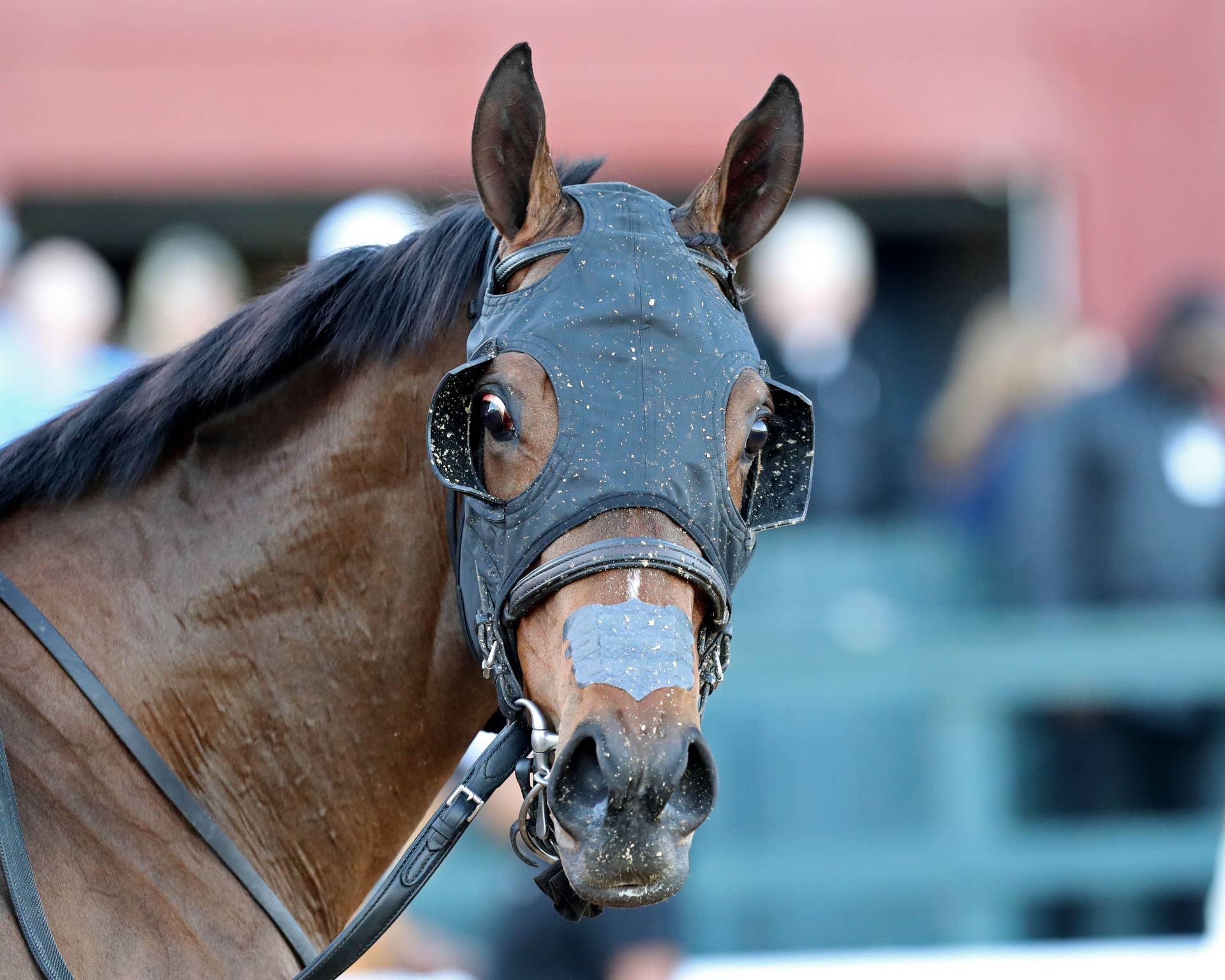Nitrogen Breezes At Belmont For Beldame