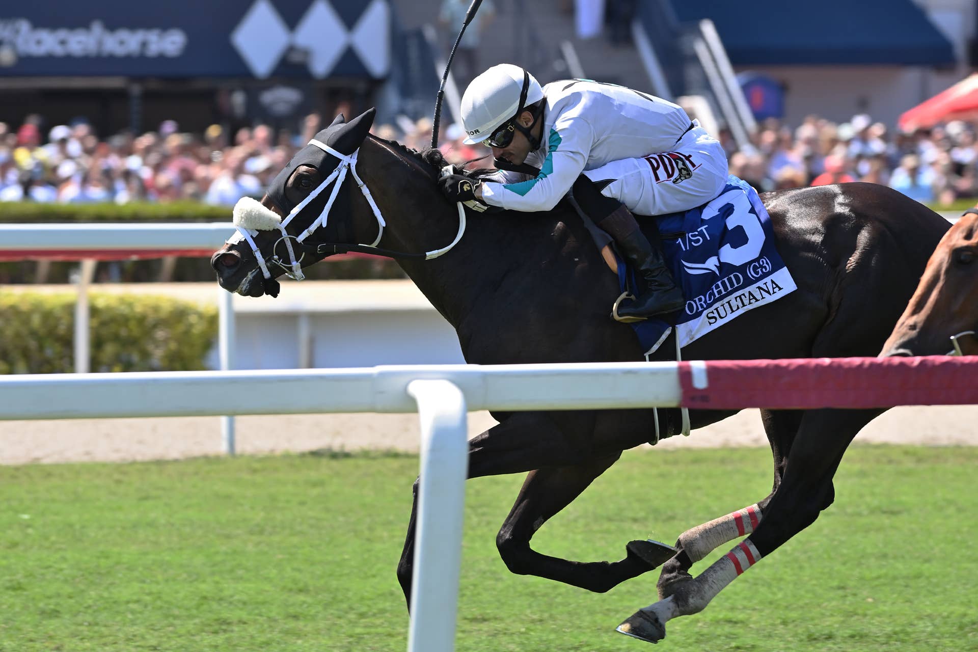 Woodbine-Based Sultana Takes On Seven Rivals In E.P. Taylor Stakes ...