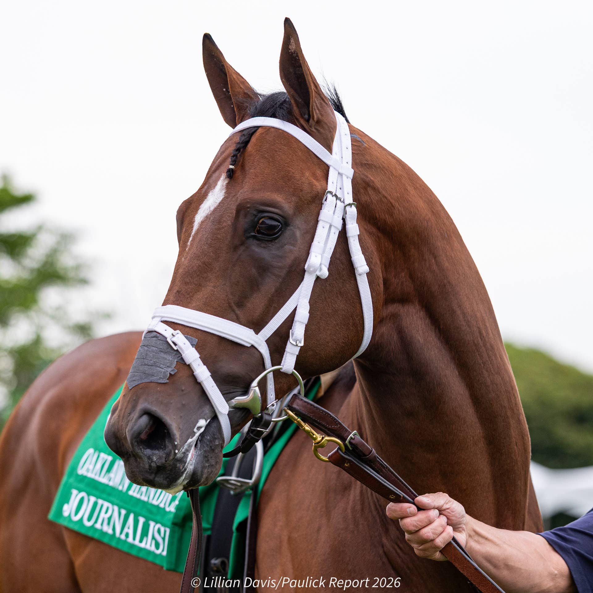 【ジェンティルドンナ/2014 DUBAI SHEEMA CLASSIC】 GENTILDONNA - 2014 Dubai Sheema Classic (G1, 2400m) - YouTube