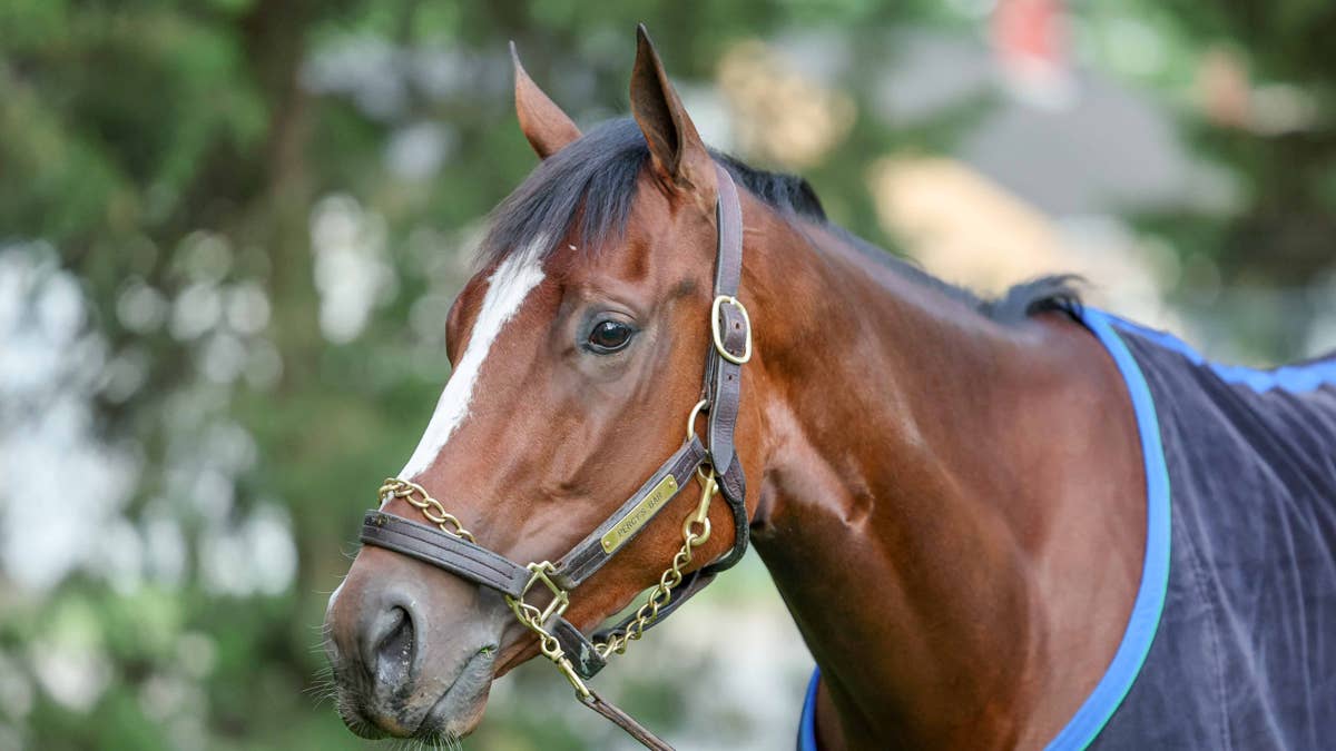 ‘She’s Better Than That’: Jockey Luan Machado Believes Percy’s Bar Can Rebound From Kentucky Oaks Defeat In Monomoy Girl Stakes