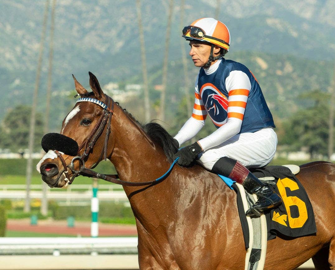 【ジェンティルドンナ/2014 DUBAI SHEEMA CLASSIC】 Gentildonna Surges to Victory in Dubai Sheema Classic - Paulick Report