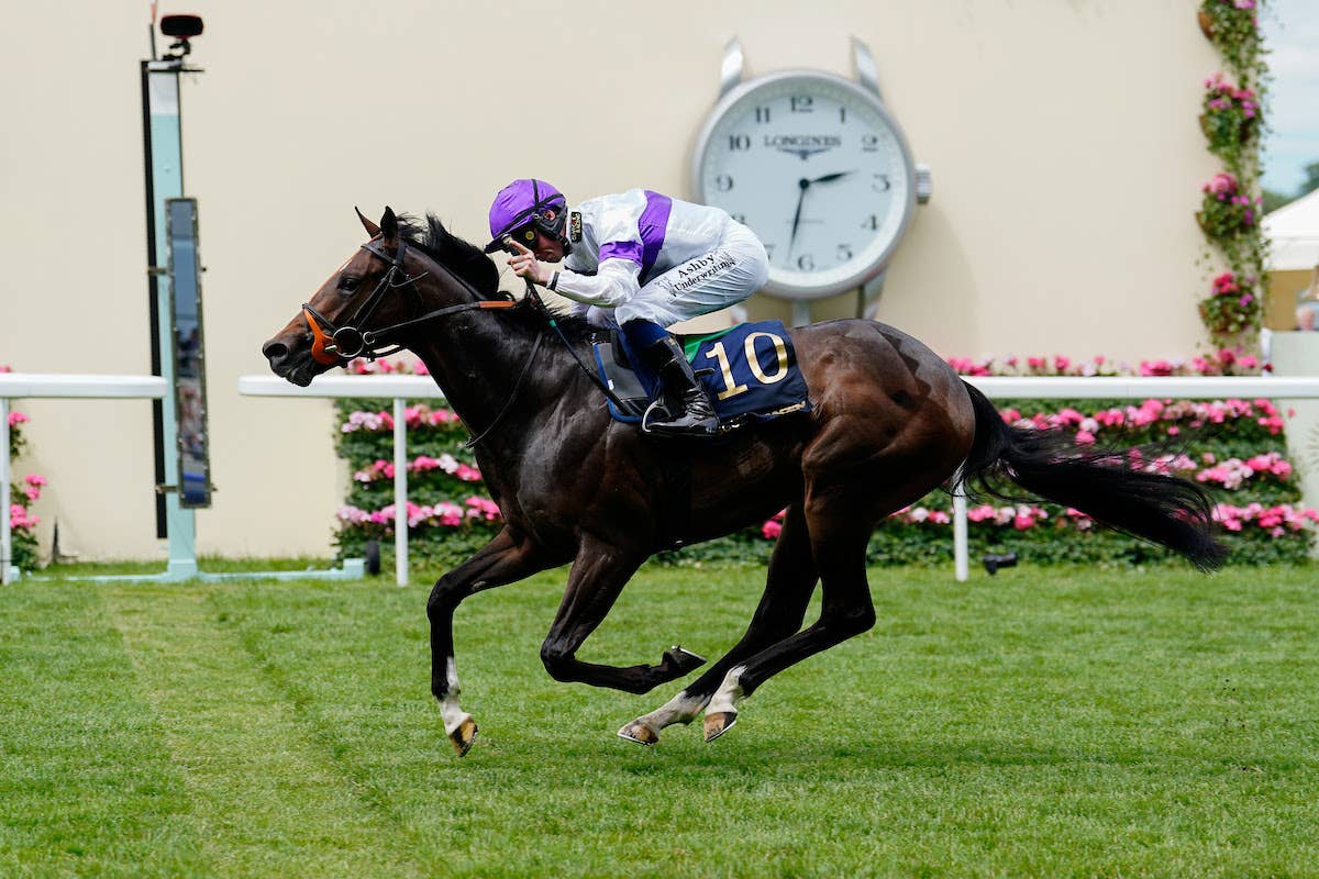 'Next Level': Orthodox Secures Breeders' Cup Berth With Norfolk Win At ...