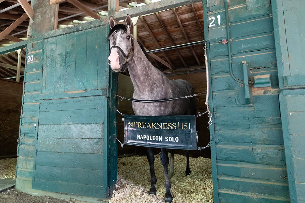 Napoleon Solo Will Compete In Travers, John Velazquez To Ride - Paulick ...