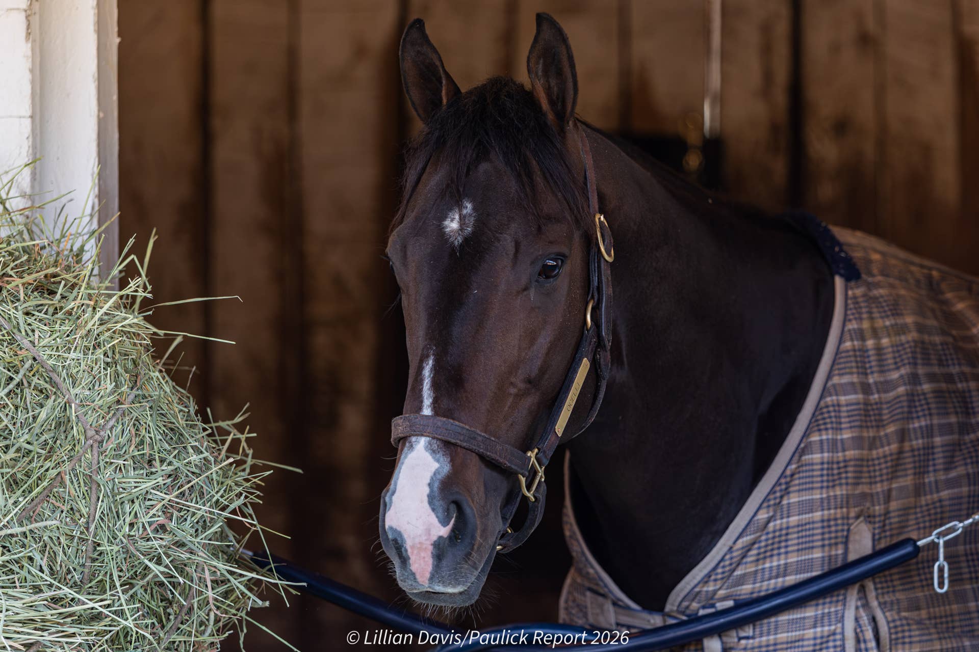 Kentucky Derby Follow-Up: Preakness Bid For Golden Tempo Yet To Be Decided  - Paulick Report
