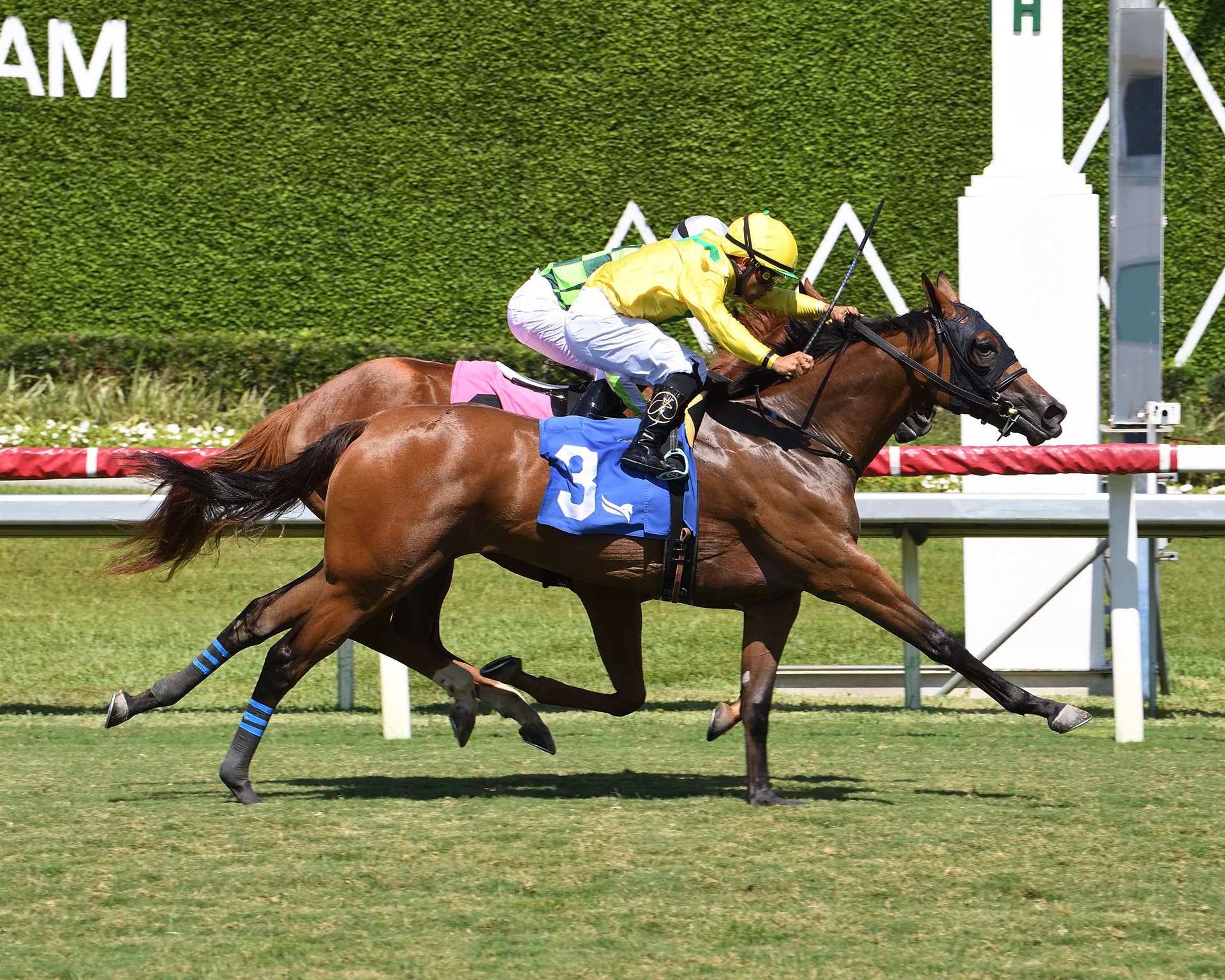Celtic Dispute Denies Favorite Skara Brae In Royal Palm Juvenile ...
