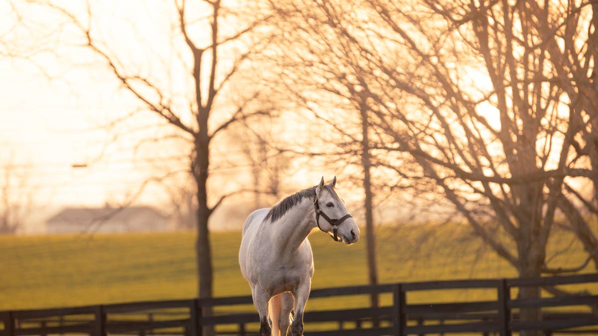 Bloodlines Presented By Walmac Farm: A Banner Year Continues For Liam's Map