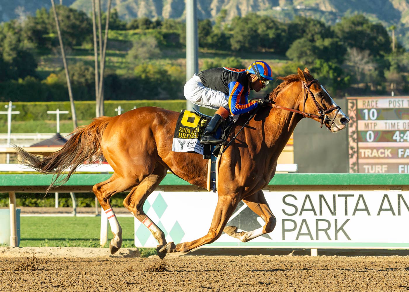 【ジェンティルドンナ/2014 DUBAI SHEEMA CLASSIC】 Gentildonna Surges to Victory in Dubai Sheema Classic - Paulick Report