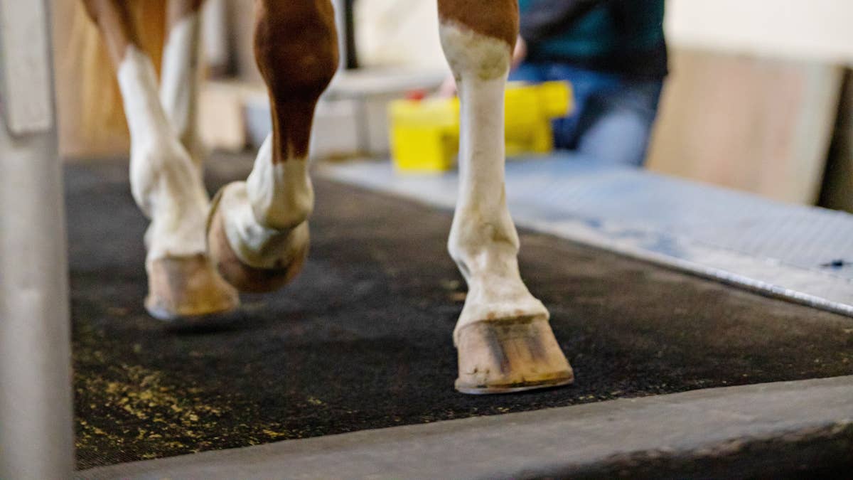 ‘Surprising’ Lasix Study Adds New Wrinkle To Performance-Enhancing Debate 