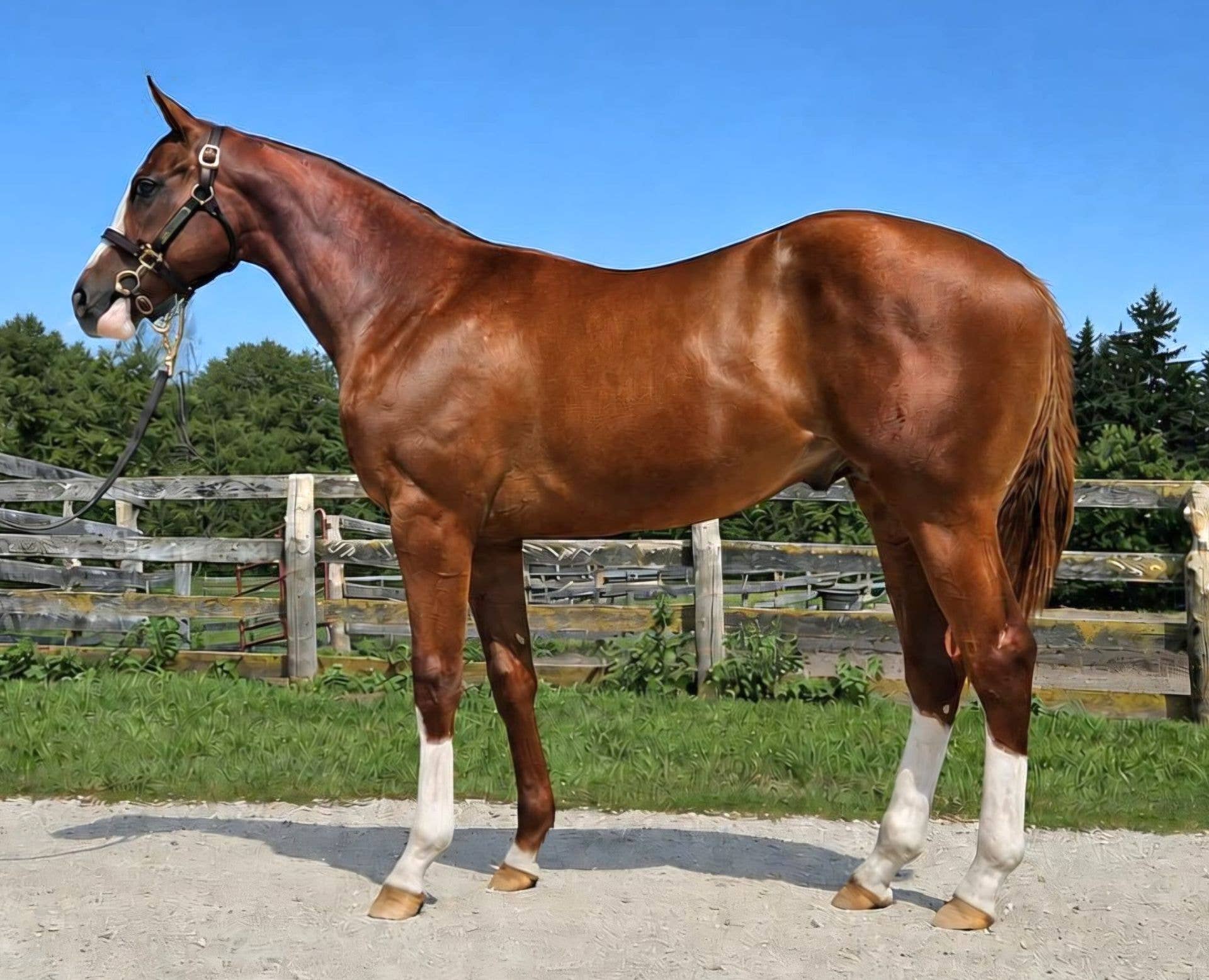 Fasig-Tipton July Horses Of Racing Age Catalog Grows To 165