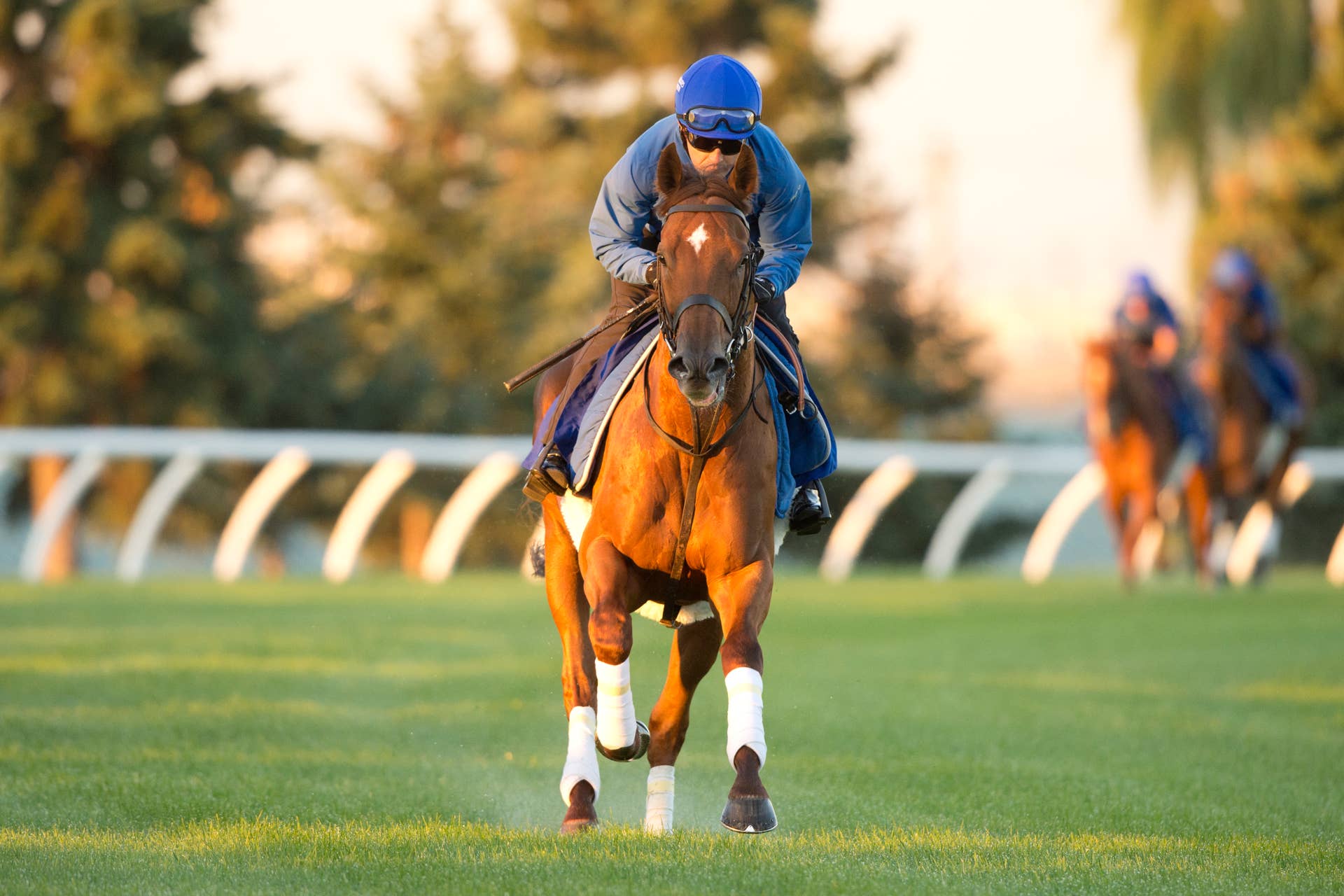 13 facts about British hero Frankel - Paulick Report