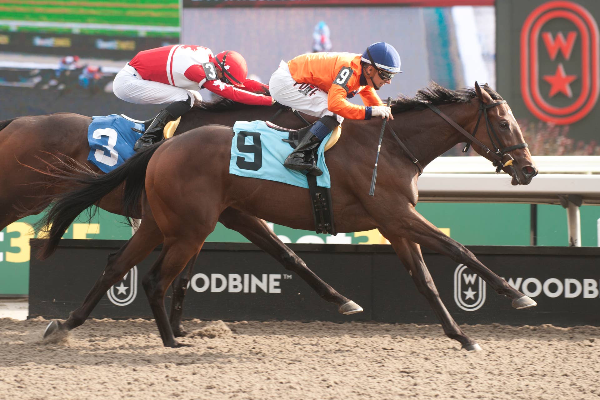 Gentildonna Surges to Victory in Dubai Sheema Classic - Paulick Report