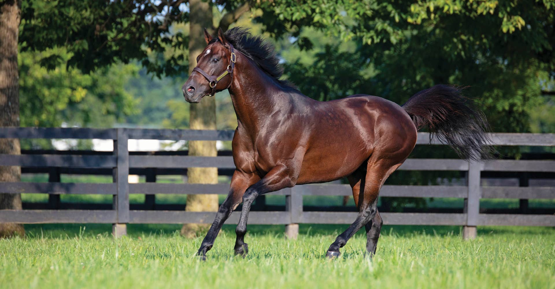 Lymphoma Claims Graded Winner, Leading Ohio Sire Dominus At Age 18 ...
