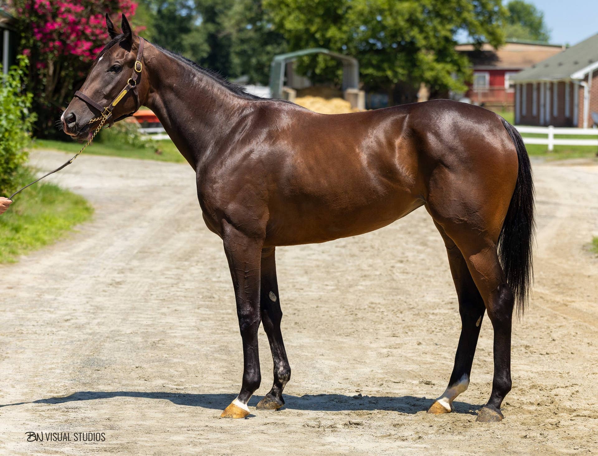 Cha Cha Baby Tops Fasig-Tipton July Digital Sale - Paulick Report