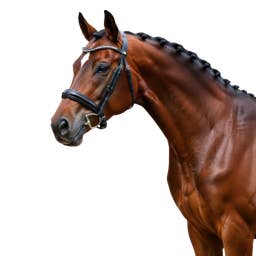 Research In Action: Searching For Genetic Clues To A Common Neck Abnormality In Horses