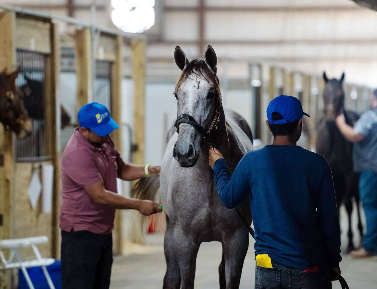 Hoosier Racing Community Invites Fans to 2026 ITOBA & QHRAI Sale Preview