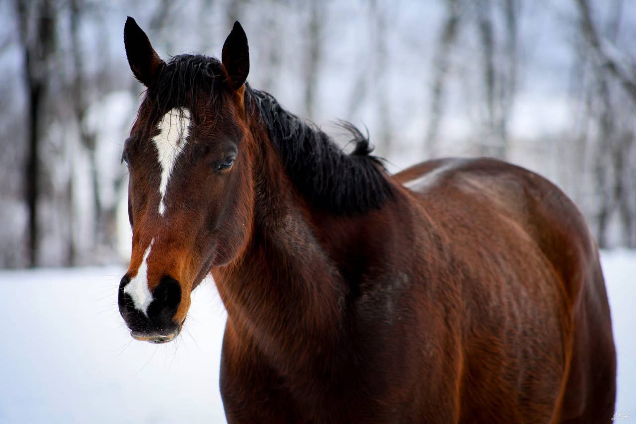 The Jockey Club Announces Recipients Of T.I.P. Thoroughbred, Young ...