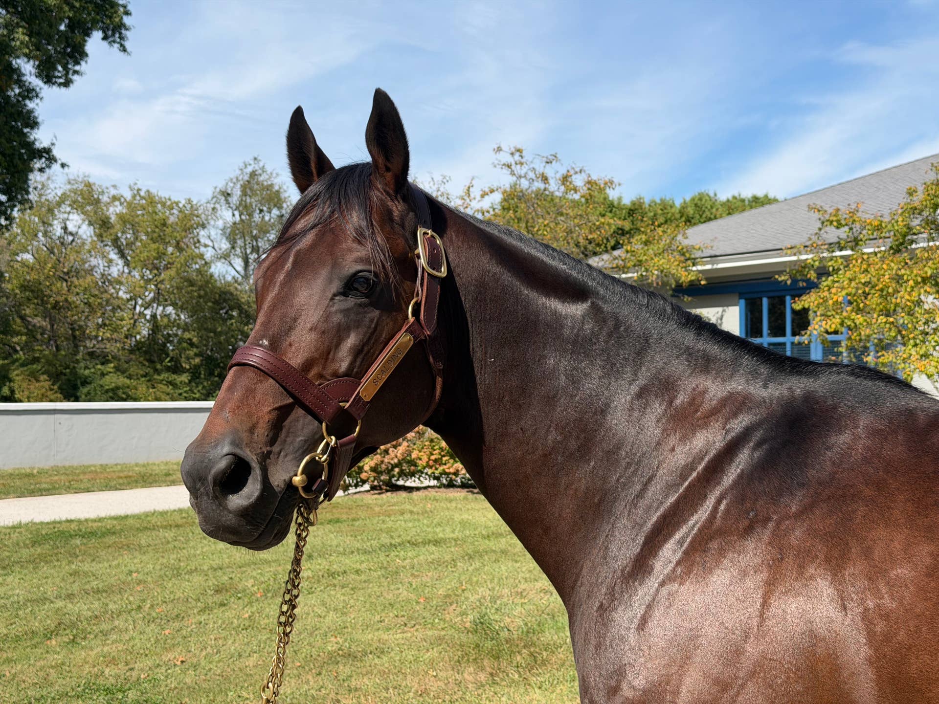 Surprise Success Of Freshman Sire Scalding Gives A Preview Of Pin Oak ...