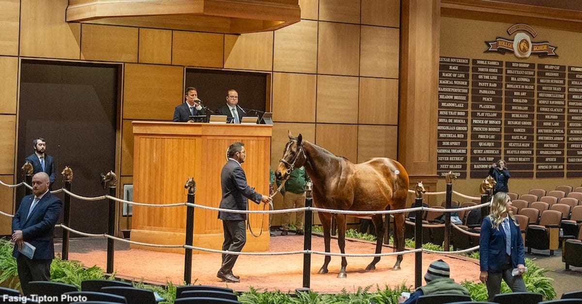 Zetta Z, Dam Of Nysos, Sells For Record Price At FasigTipton Kentucky